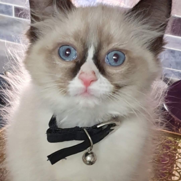 Meet your Posher, Jennifer - Picture 8 of 8